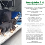 Indignación, cachorros doberman transportados en bodega de bus en la ruta Bogotá-Pasto: ¿Quién responde?