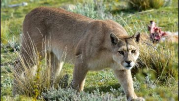 Indignación en Caldono: Matan a disparos a un puma en resguardo indígena