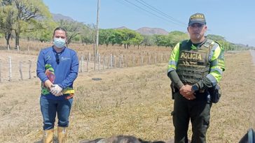 Investigan muerte de oso palmero en la vía Valledupar-Bosconia