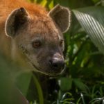 Jazmín, la única hiena en Colombia, celebra su cumpleaños 18 en Ukumarí