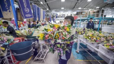 La titánica travesía de las flores colombianas para llegar en 48 horas a celebrar San Valentín