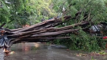 Las fuertes lluvias en Cali generaron la caída de más de 12 árboles, inundaciones y bloqueos de carreteras