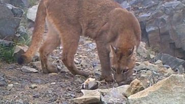 Latigazos y trabajo comunitario: así castigarían al hombre que mató a un puma en Caldono, Cauca