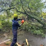 Más de 400 árboles se encuentran en riesgo en Neiva