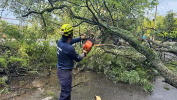 Más de 400 árboles se encuentran en riesgo en Neiva