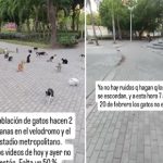 Gatos que habitaban afuera del estadio se hallan desaparecidos.