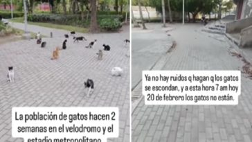 Gatos que habitaban afuera del estadio se hallan desaparecidos.