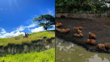 No necesita ir a África: el Valle del Cauca también tiene su propio safari y está muy cerca de Cali