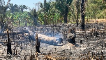 Nunchía afronta incendio forestal en su zona rural. Comunidad y Organismos de socorro atienden la emergencia