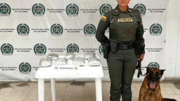 Perro «Marlon» detectó 3.5 kilos de marihuana en empresa de encomiendas en Pasto