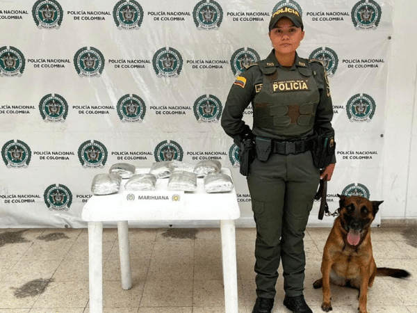 Perro «Marlon» detectó 3.5 kilos de marihuana en empresa de encomiendas en Pasto