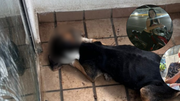 Perro fue abandonado en un balcón y murió por inanición en Bucaramanga: buscan a los dueños