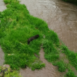 Rescatan a perro atrapado en medio del río Pasto tras ser arrastrado por la corriente debido a las fuertes lluvias