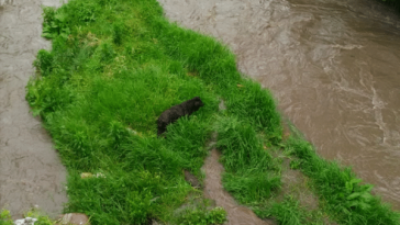 Rescatan a perro atrapado en medio del río Pasto tras ser arrastrado por la corriente debido a las fuertes lluvias