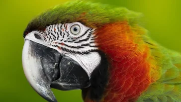 Guacamaya rescatada tras sufrir maltrato