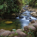 Reserva Natural Río Ñambí: Un Santuario de Biodiversidad en Nariño