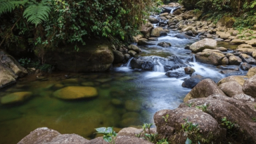 Reserva Natural Río Ñambí: Un Santuario de Biodiversidad en Nariño