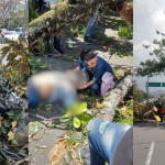 Talar un árbol enfermo en Medellín toma hasta 60 días; el que mató al policía en la 33 estaba en proceso