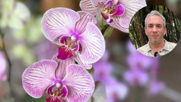 «Tendremos más de mil orquídeas en el Festival de Orquídeas de Manizales» Juan Palacio