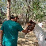 20 caballos rescatados de las calles de Barranquilla buscan quien los adopte