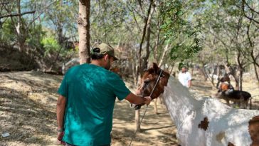 20 caballos rescatados de las calles de Barranquilla buscan quien los adopte