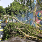 Bomberos Pasto atiende emergencia ocasionada por caída de árbol