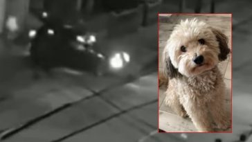 En Bogotá, a una familia los ladrones les hurtaron no solo el vehículo, sino también el perro: 'Solo queremos encontrar a 'Milo'